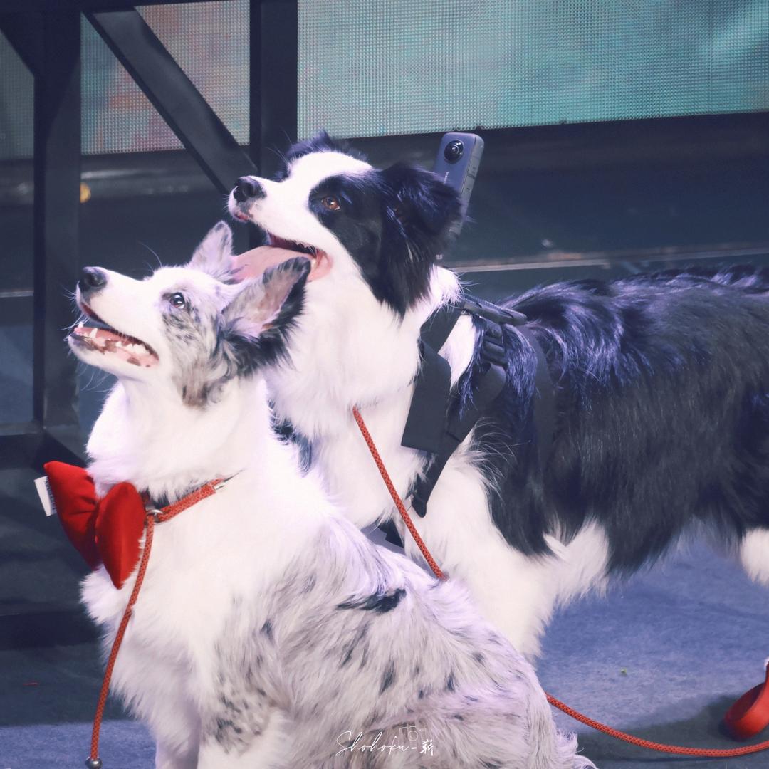 呆罐_0117蒋芸上海古风场、天草武汉巡