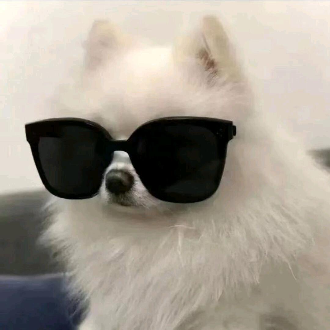 冷酷无情萨摩耶