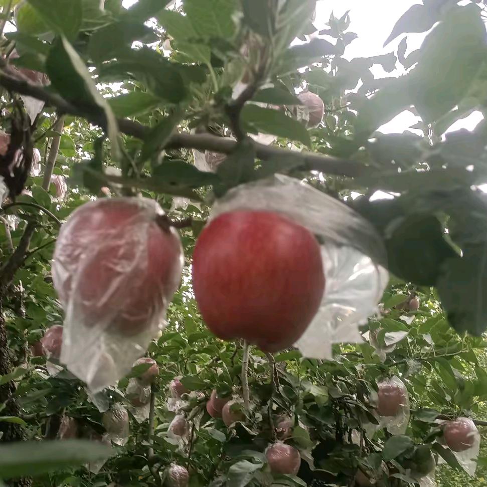 皇后坪农场