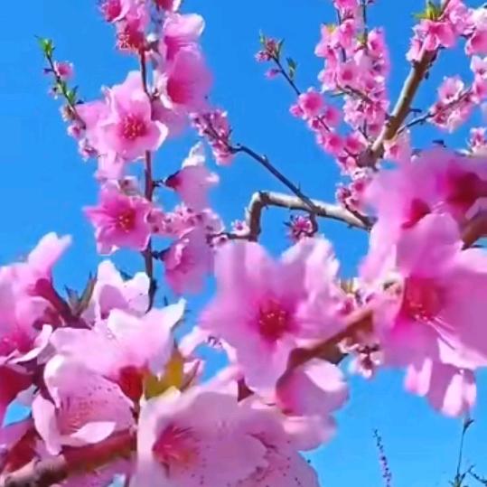 花多