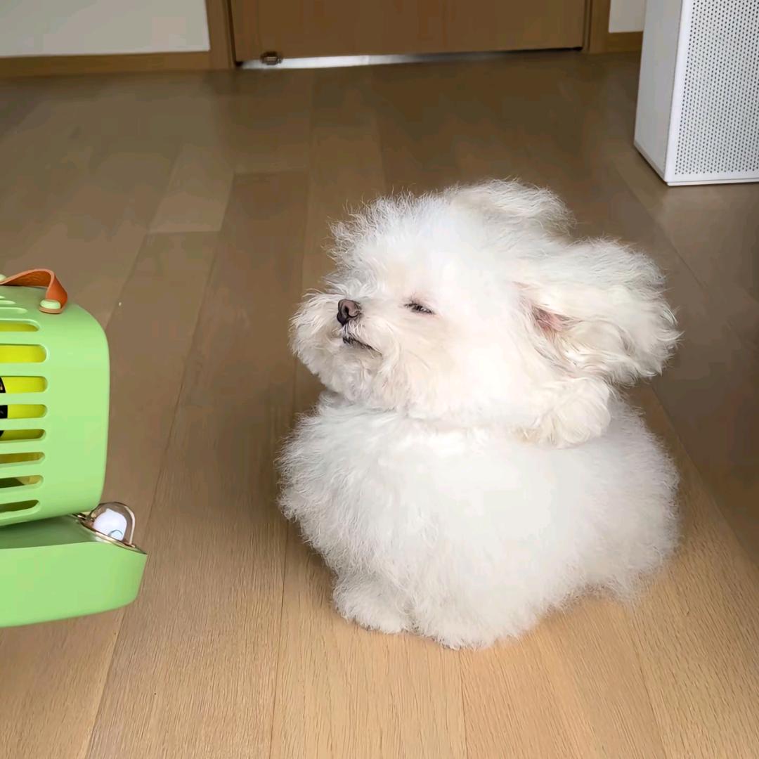 就吃蘑菇