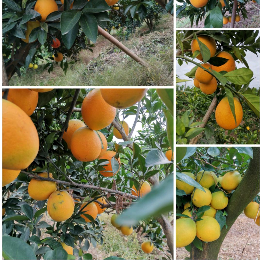 我是那根葱头像