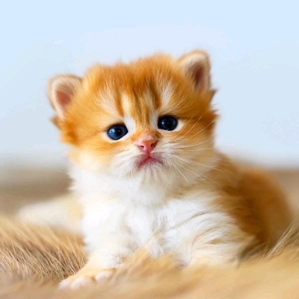 西咸新区空港新城姬碧百货店（个体工商户）