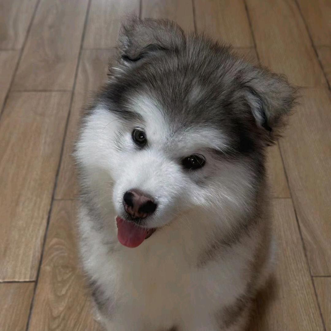 非洲家的细细粒