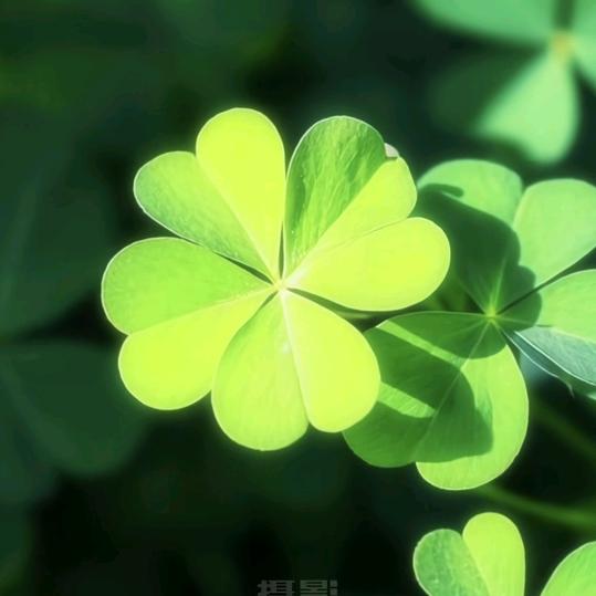 ✨ 会飞的鱼✨ 🧜‍♀️