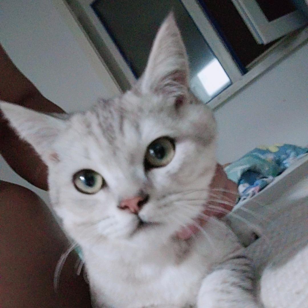 小哥