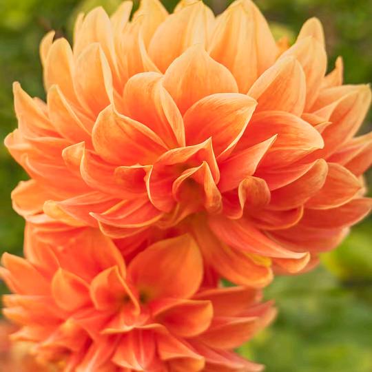 淡淡的笑(停播学习)