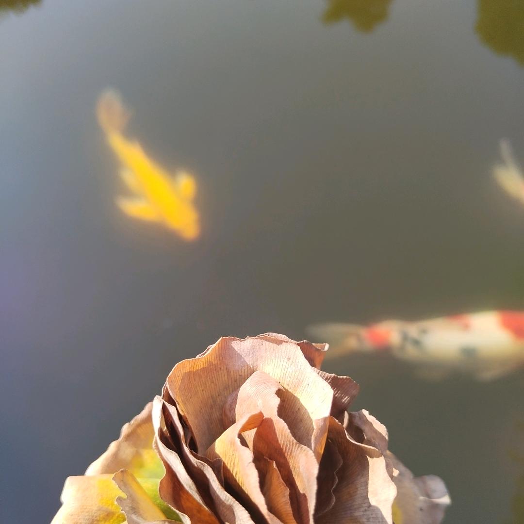 摆摆