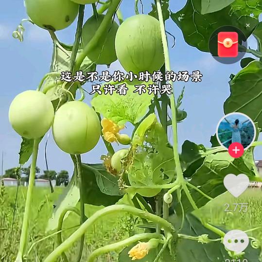 过去每一天🌸花