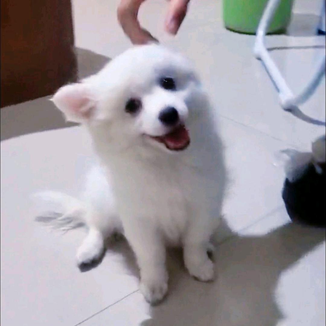 @小锦李