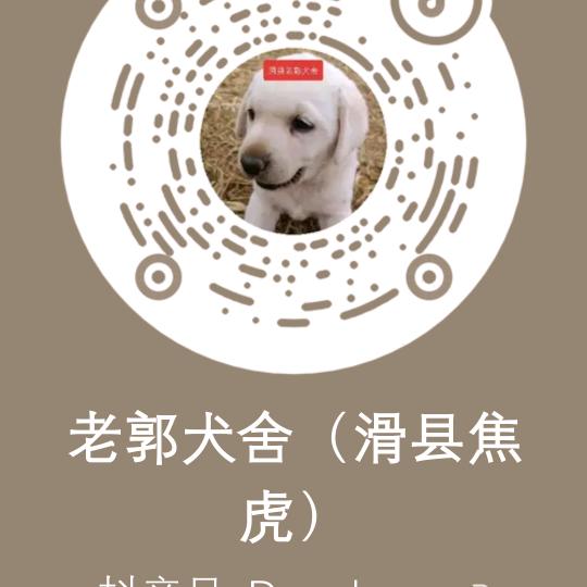 滑县焦虎老郭犬舍