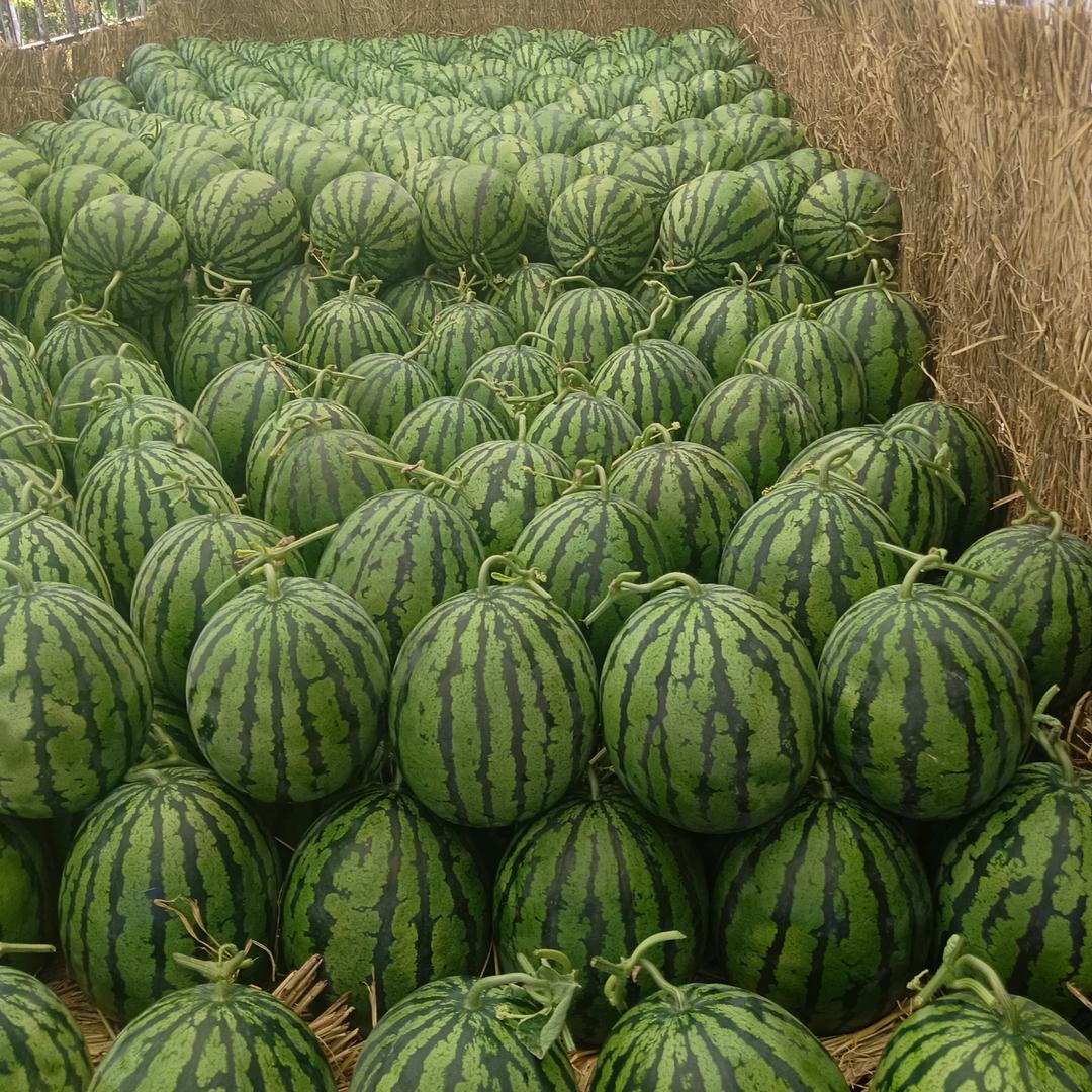 辽宁盖县水果代办舒哥《中介》