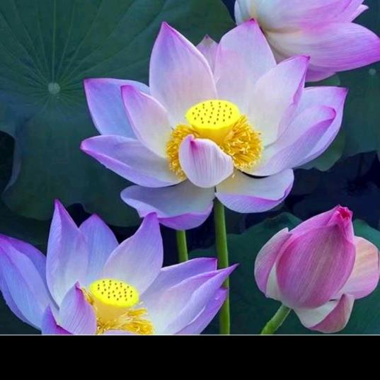 春暖花开🌸