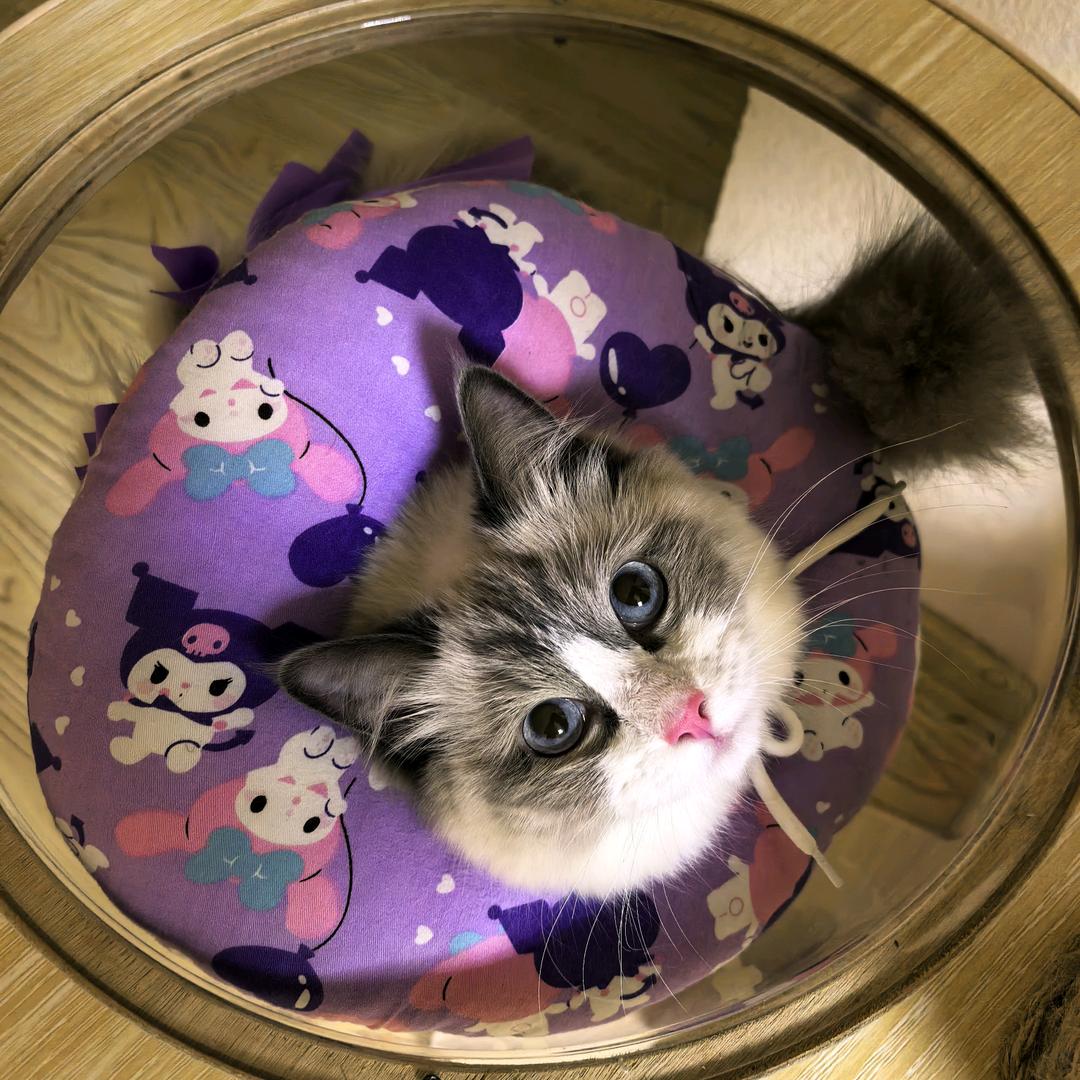 我是张豆泡