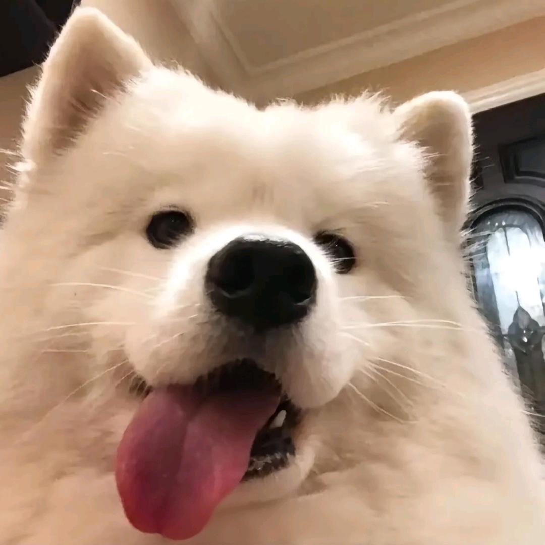 小慵不偷懒