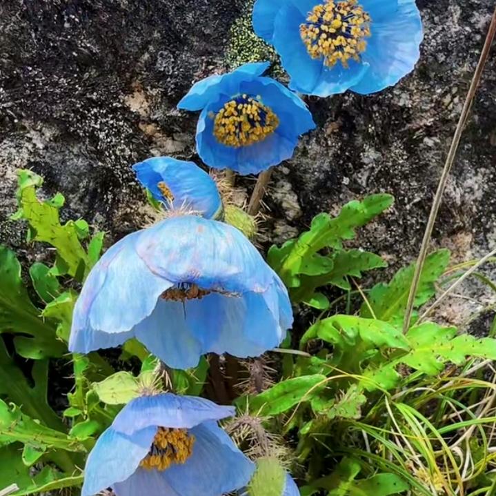 平平安安（2025）