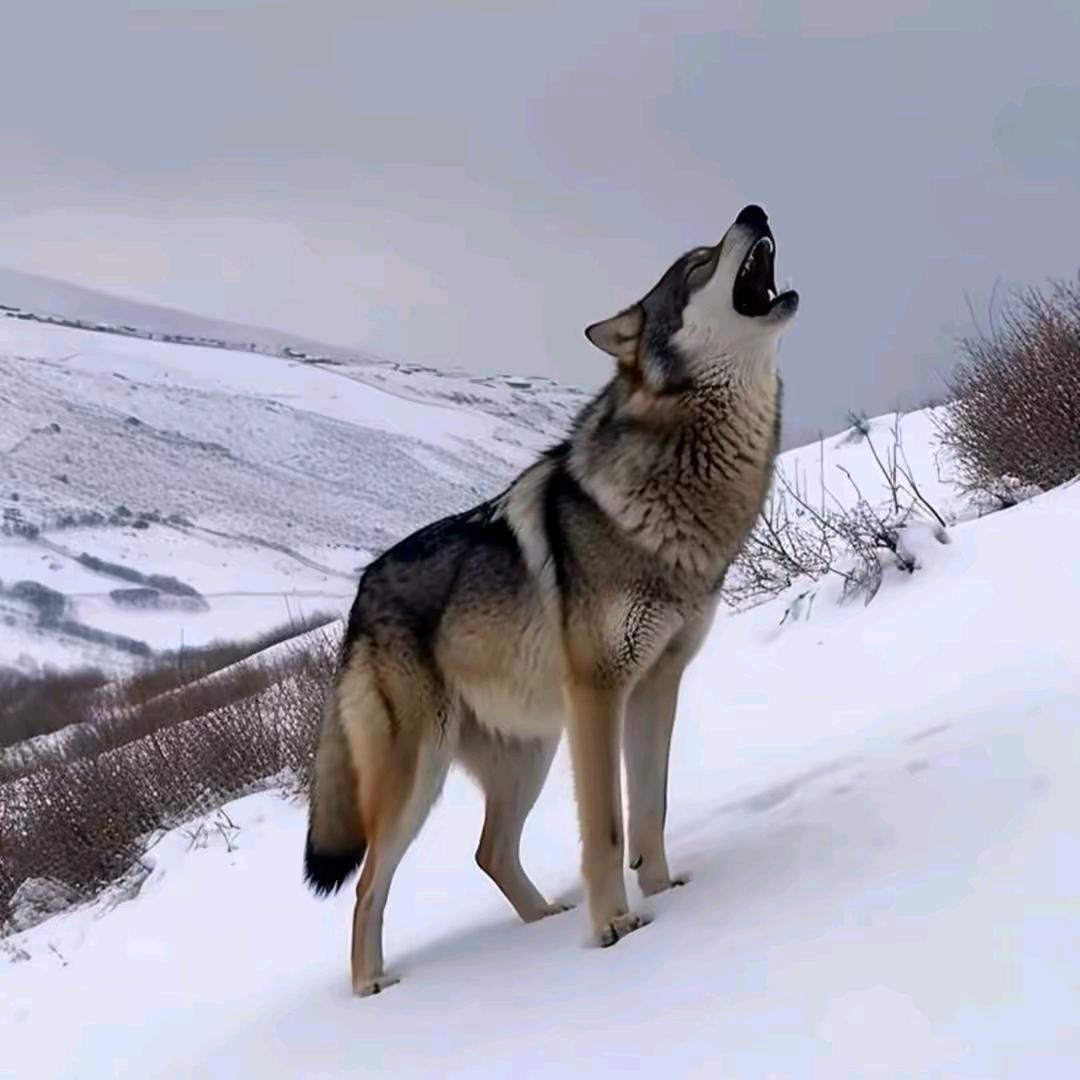 ～若~