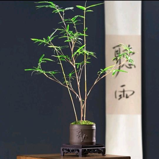 清韵竹苑