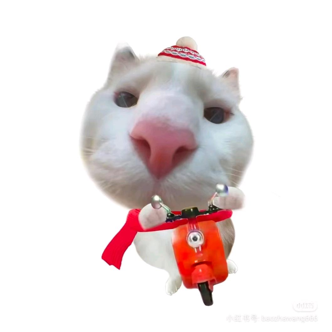 蚕豆小子