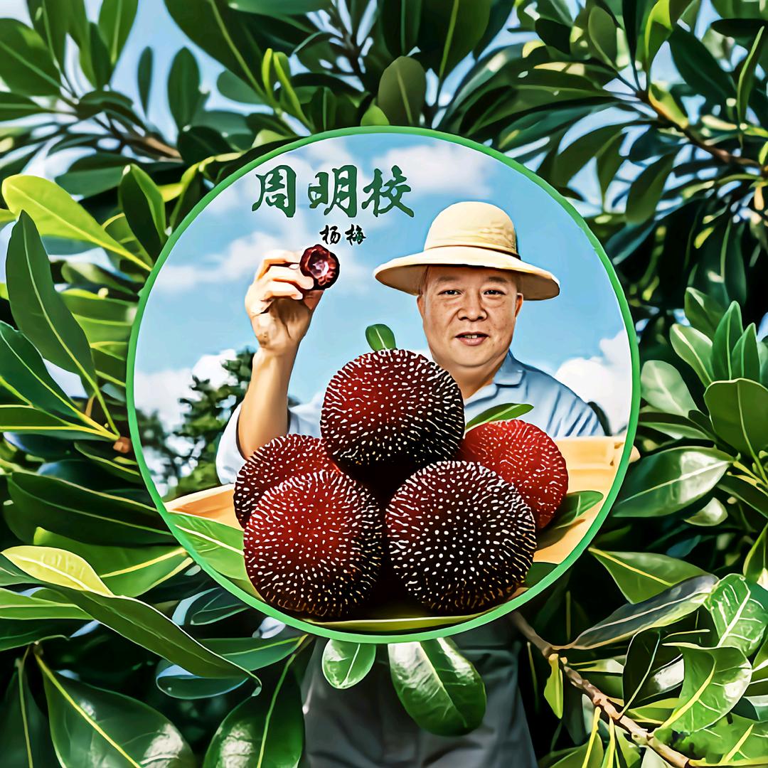 精榜乌梅基地老周