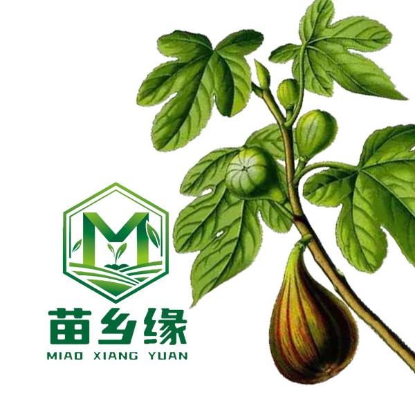 苗乡缘苗木专卖店