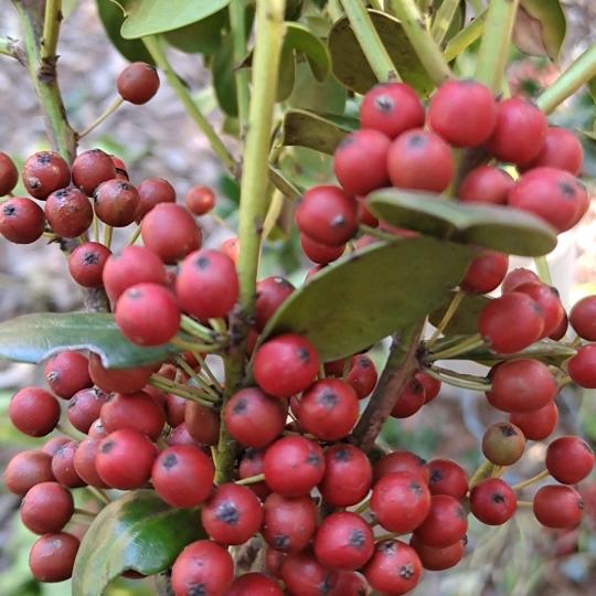 湖南寿岳志牧山生态有限公司