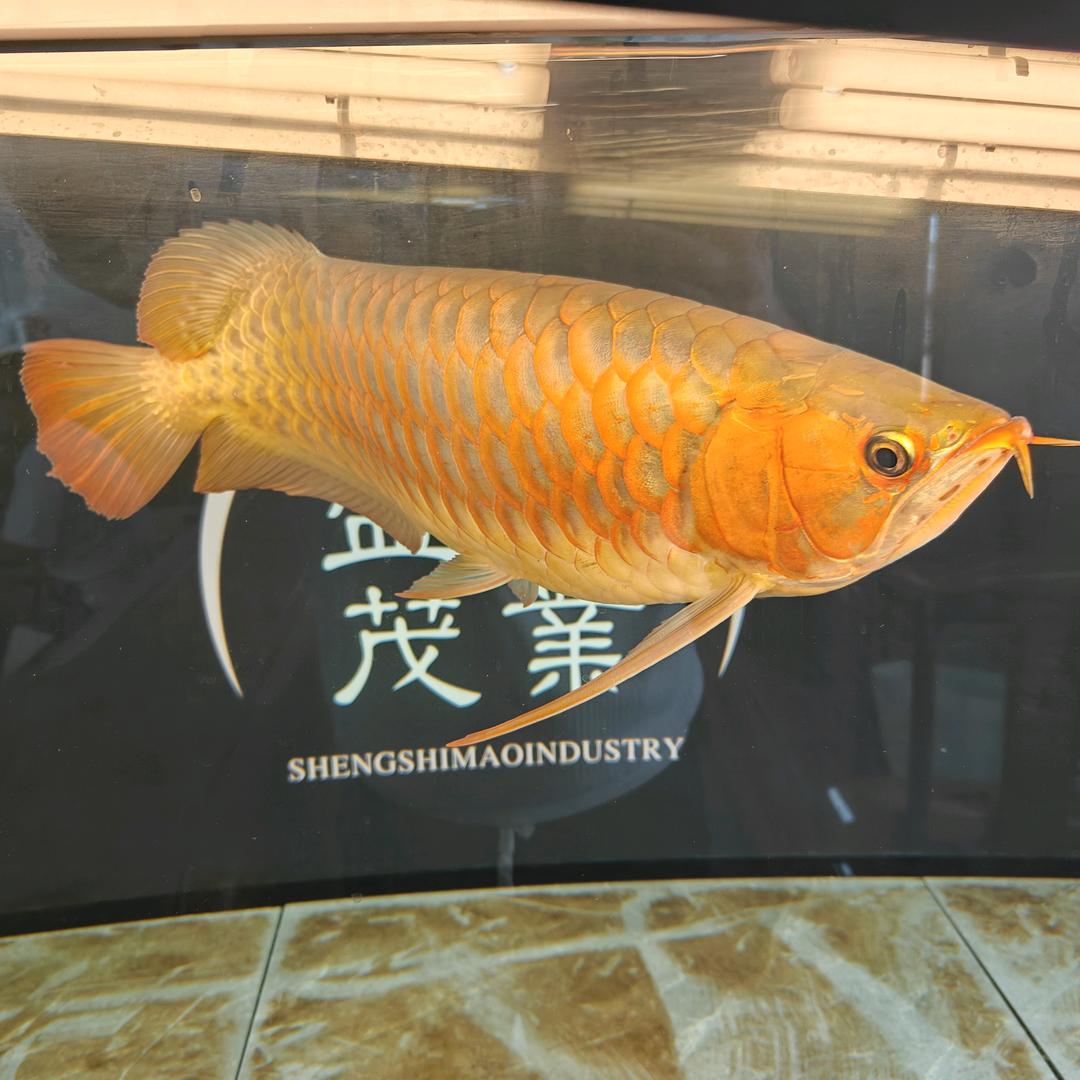 @有情有义的体重