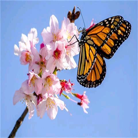 向往带刺的玫瑰