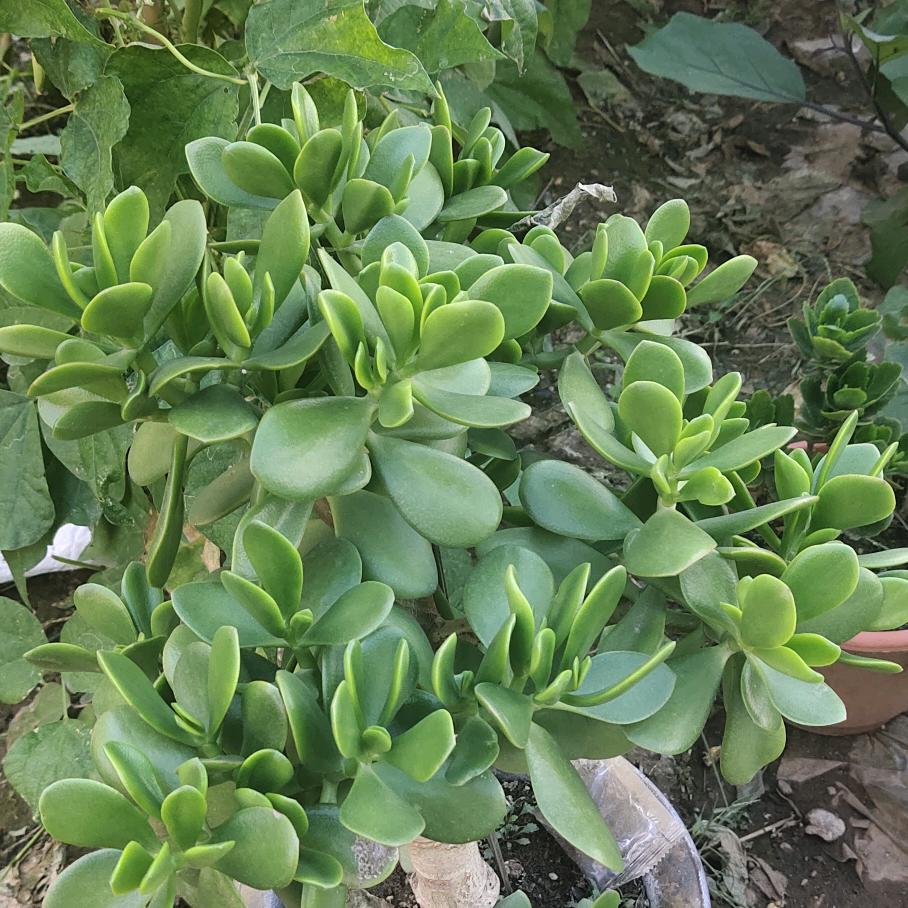 木易