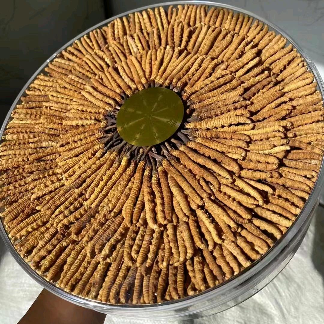 西藏虫草哥