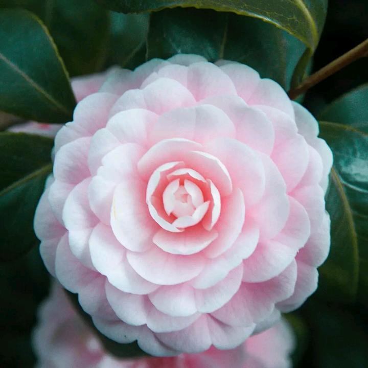 言情独宠
