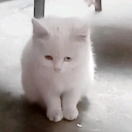 冷月霜头像