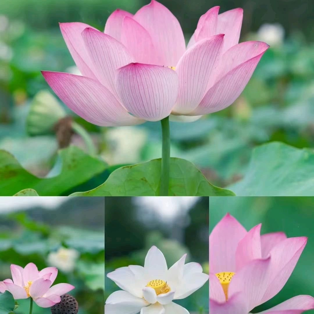 ༅拾ঞৣ光ᥫᩣ