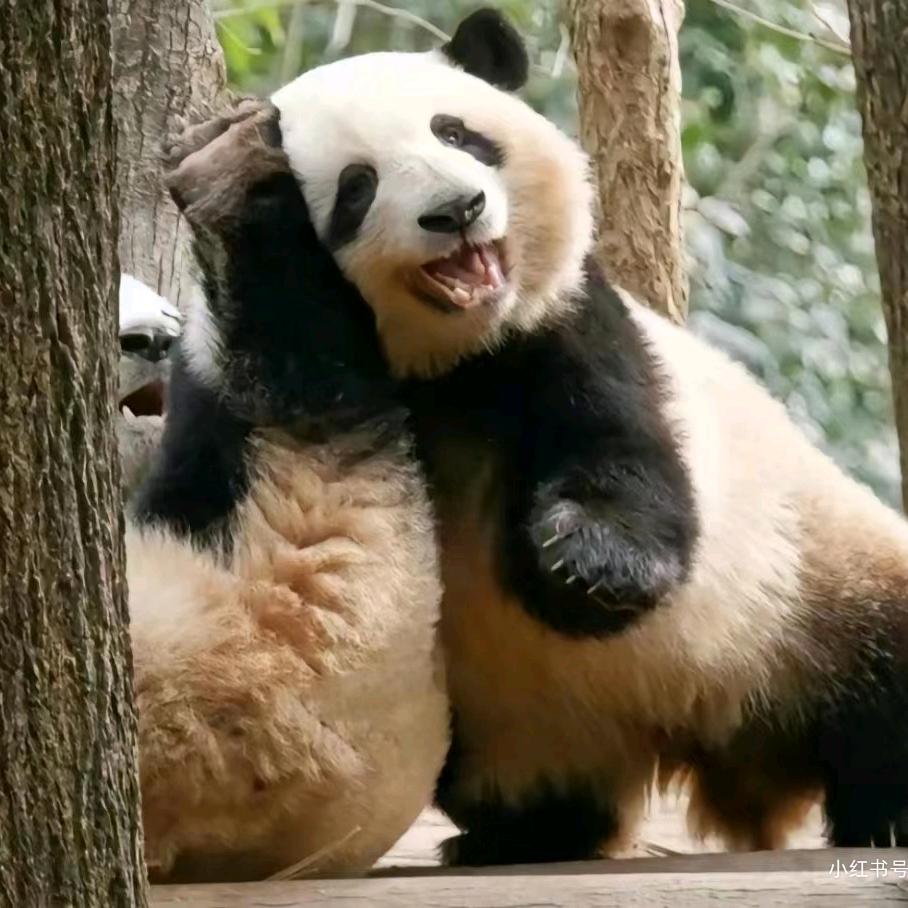 胖达游戏