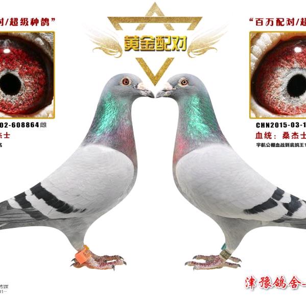 津豫鸽舍