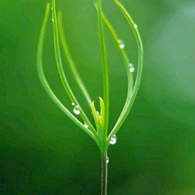 宗旗电动车波仔