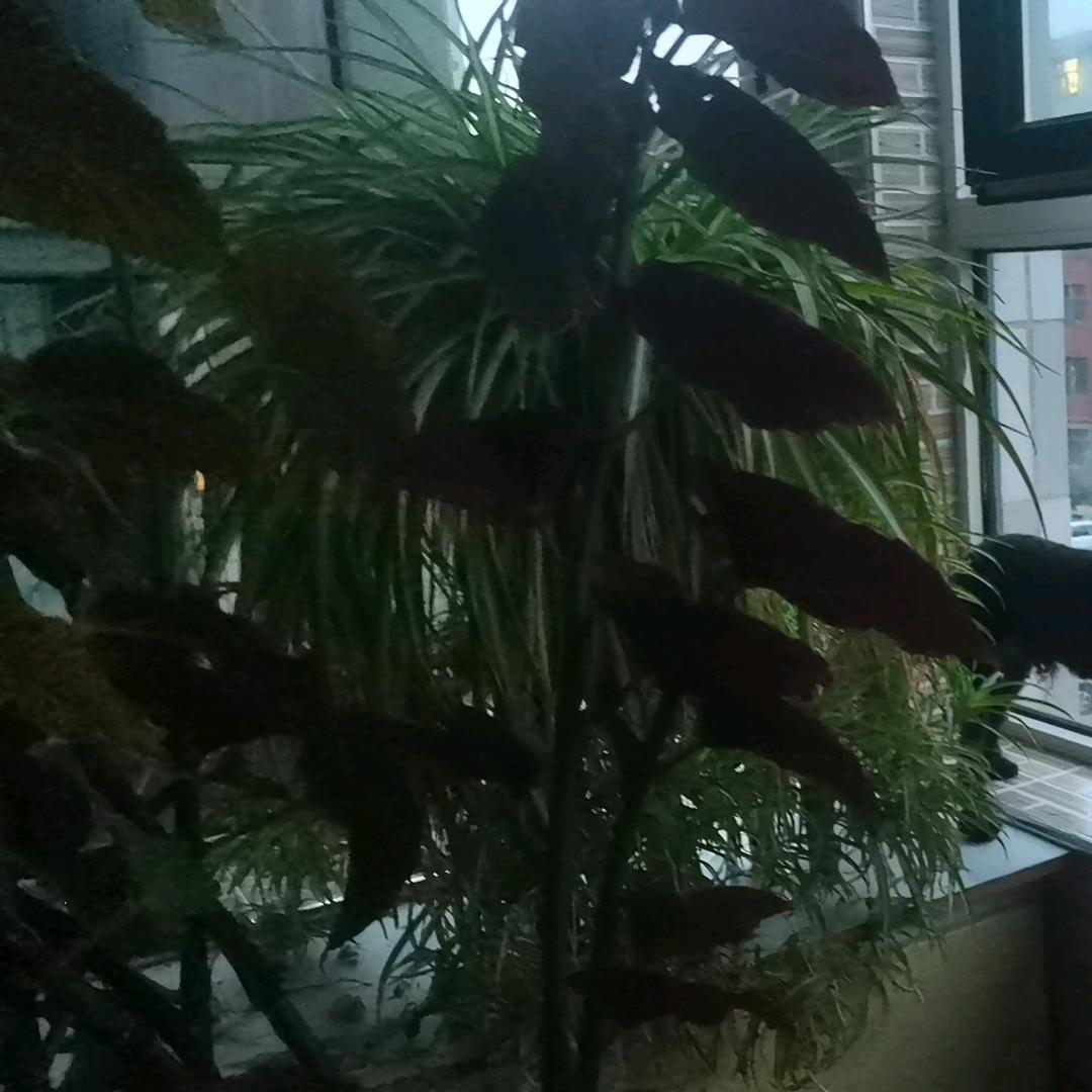 淡然一笑🌺