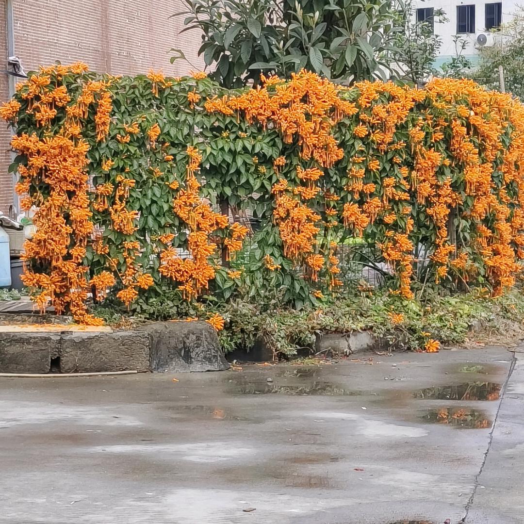 百眉千娇