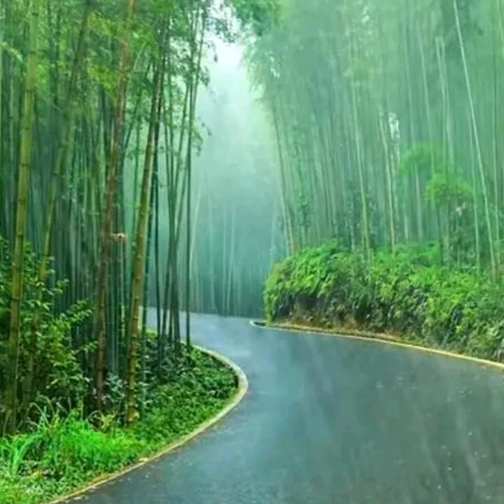 雨林