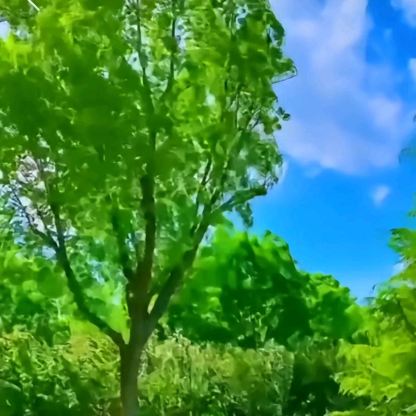 极来香