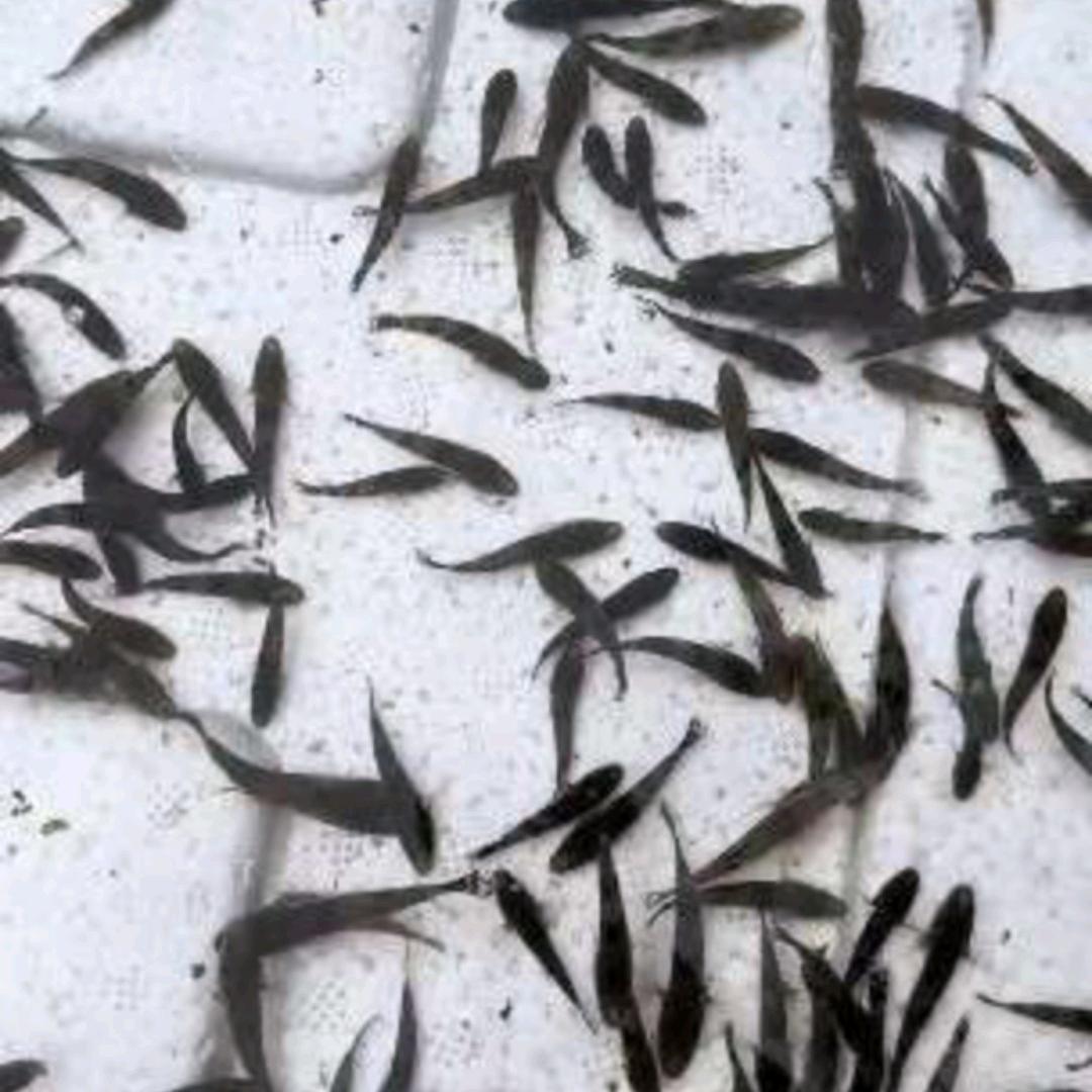 A江苏虎头鲨大型孵化养殖基地