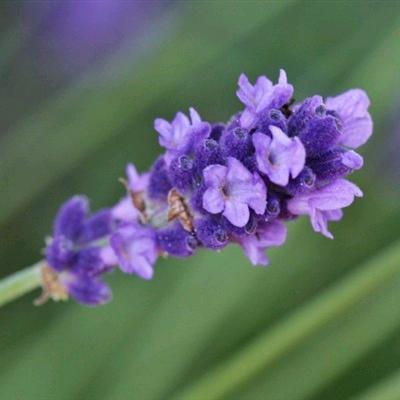 淡写薰衣草的香