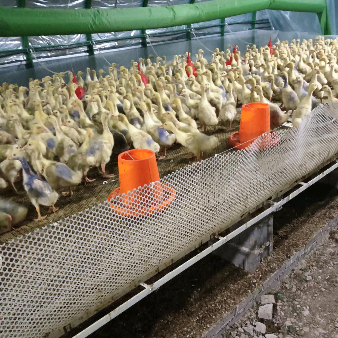 老曹皖蒲大白鹅