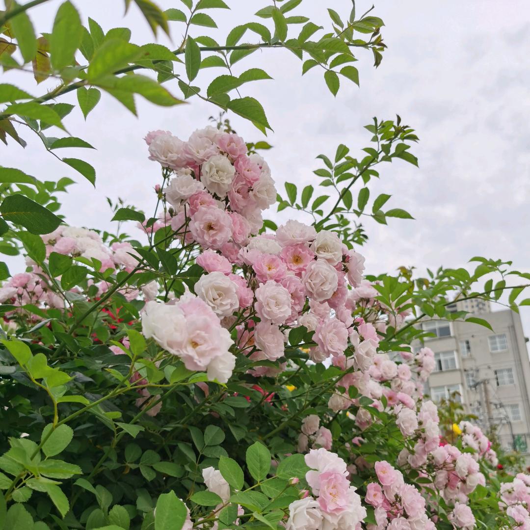 千里马