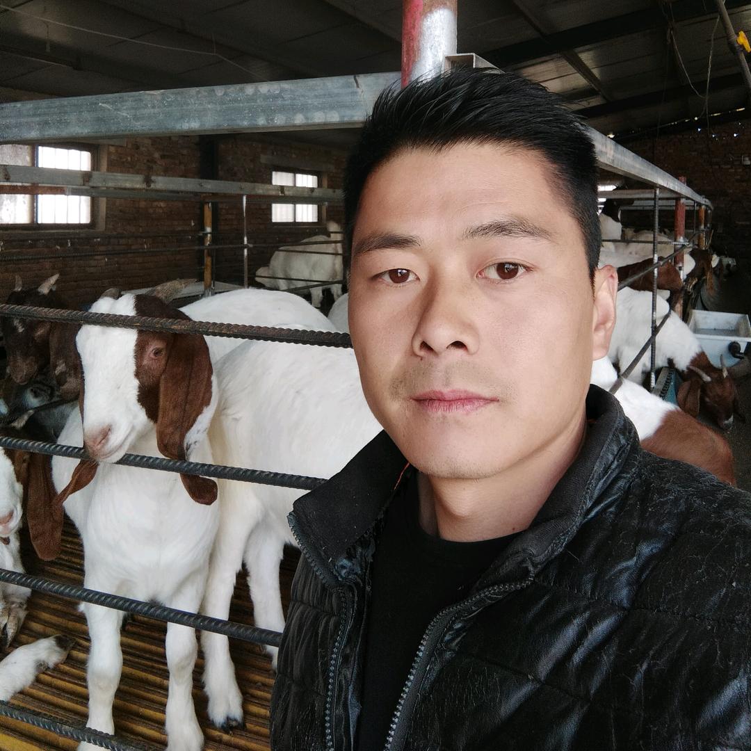 小卢养羊（小号）