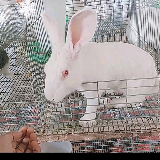 兔子公司🐇🐇