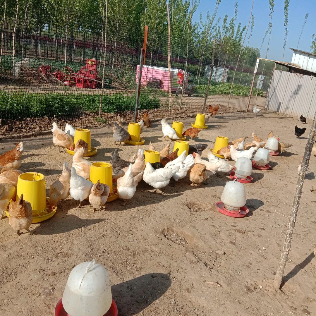 秀红散养柴鸡蛋