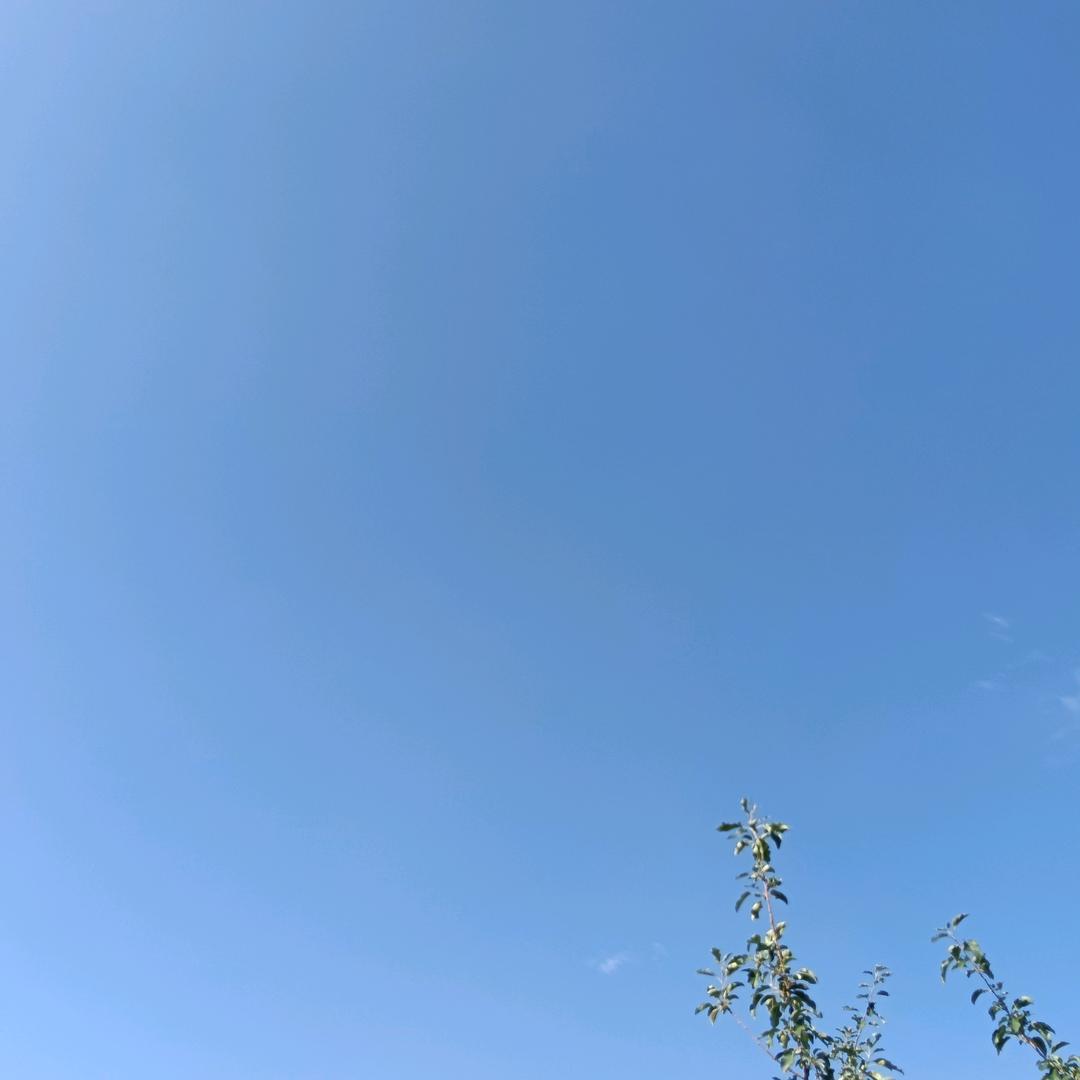 格格(●✿∀✿●)