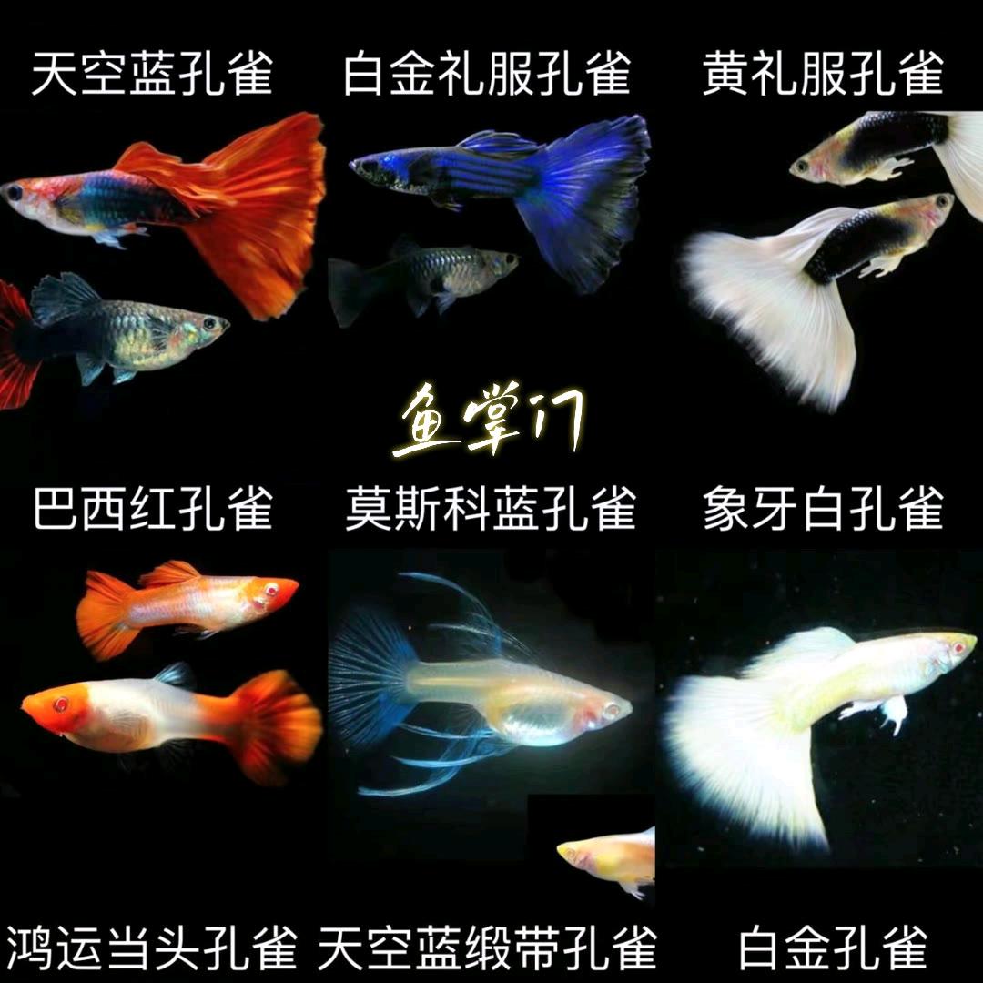 OK孔雀鱼
