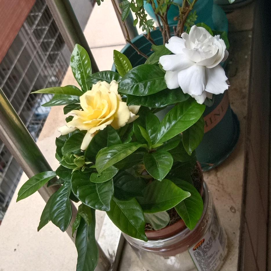 陈姐
